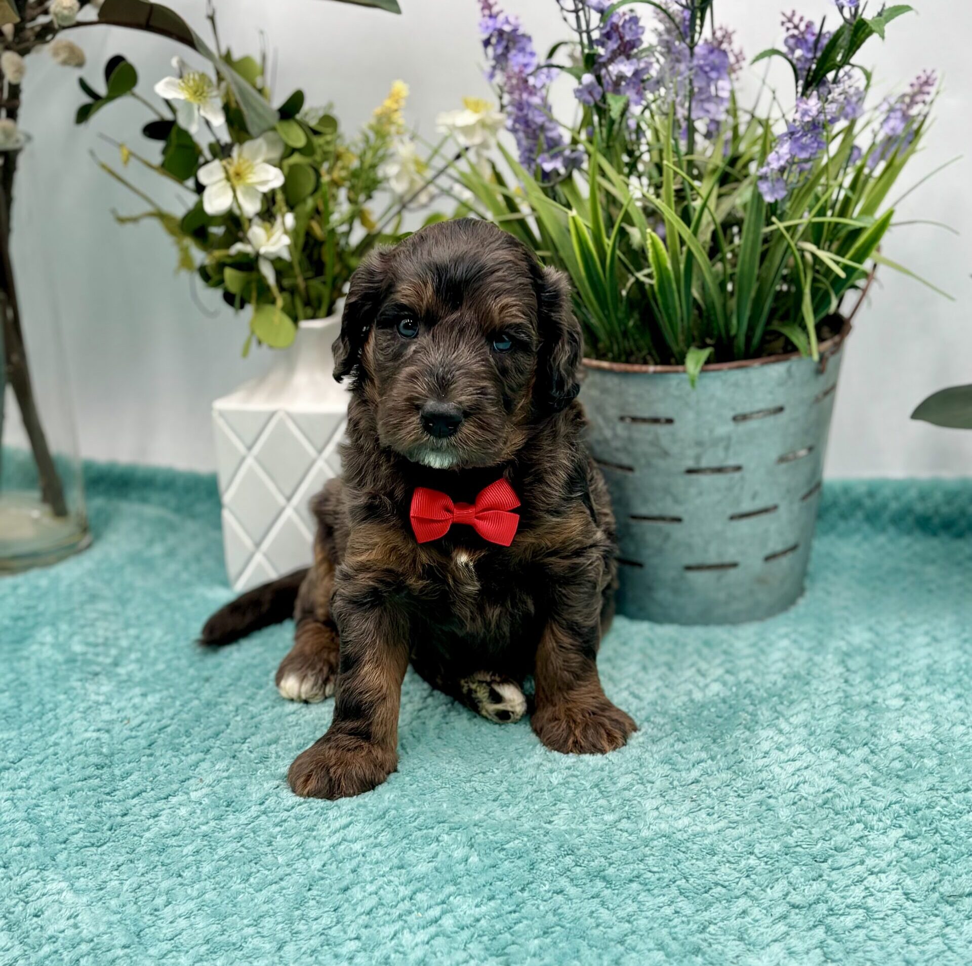 Red Bow Male