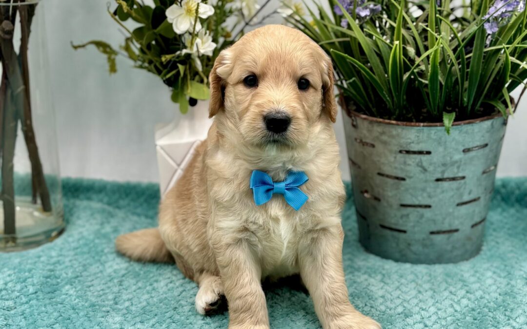 Sky Blue Bow Male