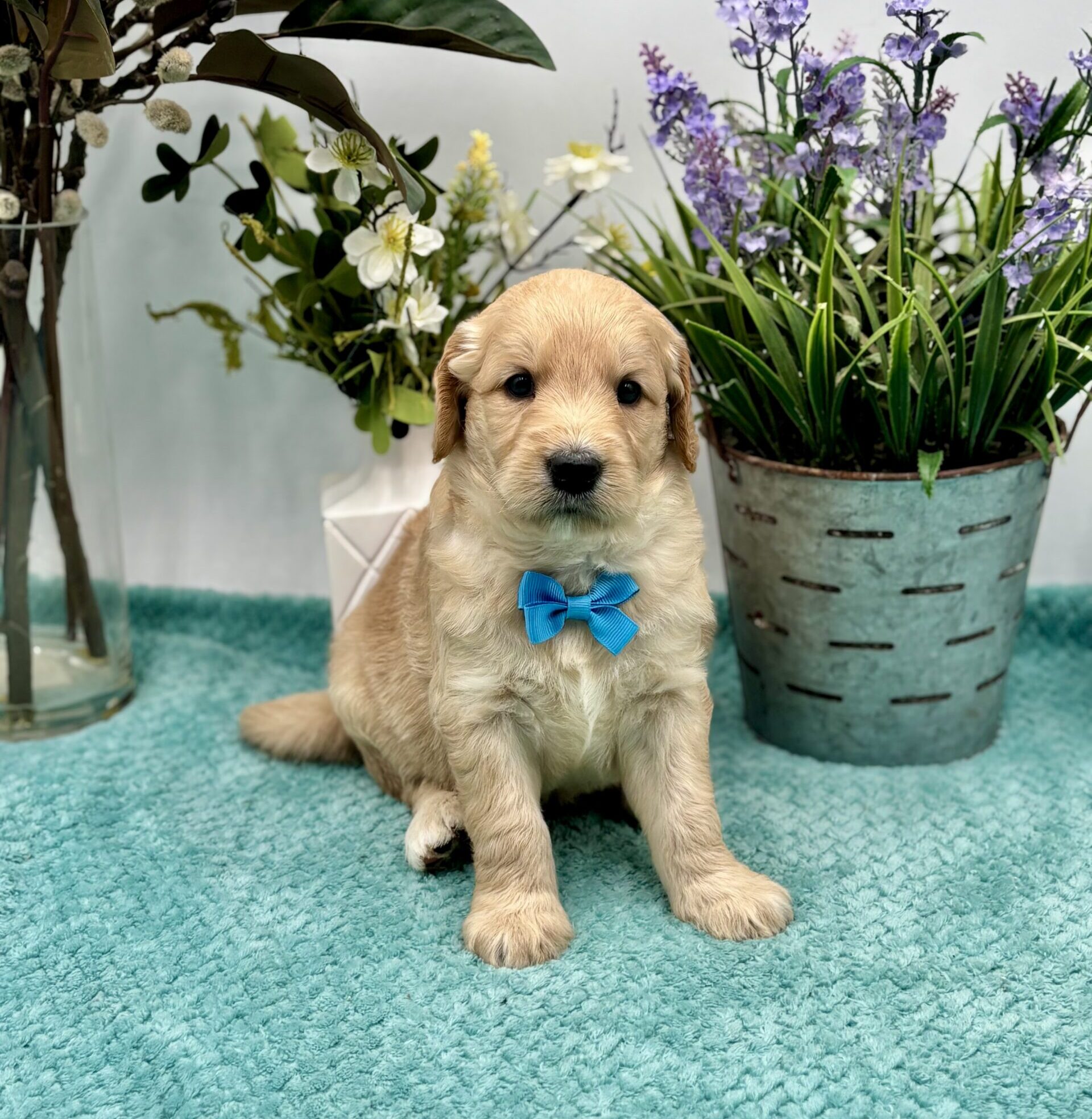 Sky Blue Bow Male