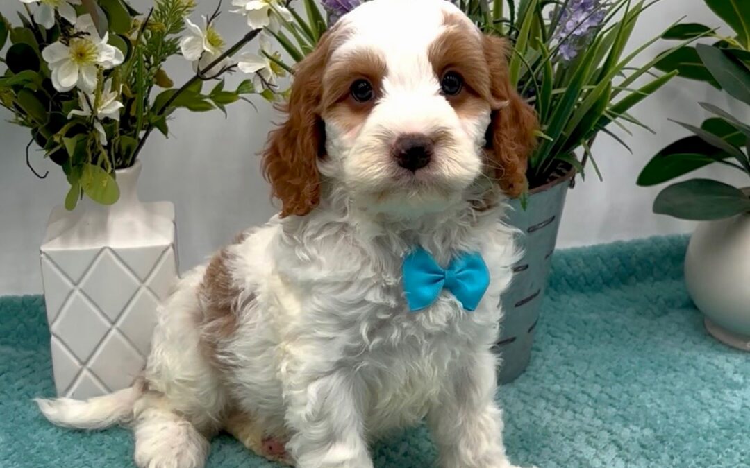 Blue Bow Male