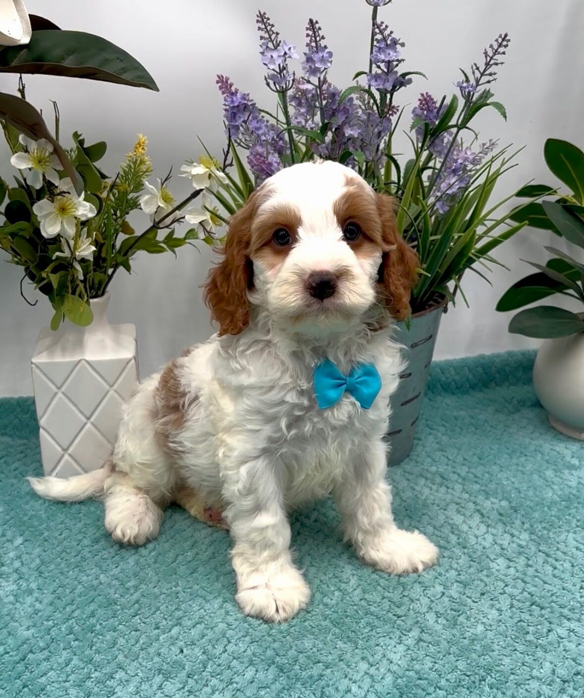 Blue Bow Male