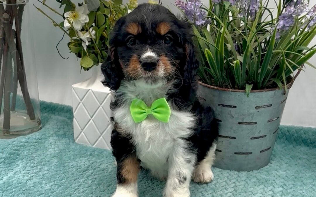 Lime Bow Male