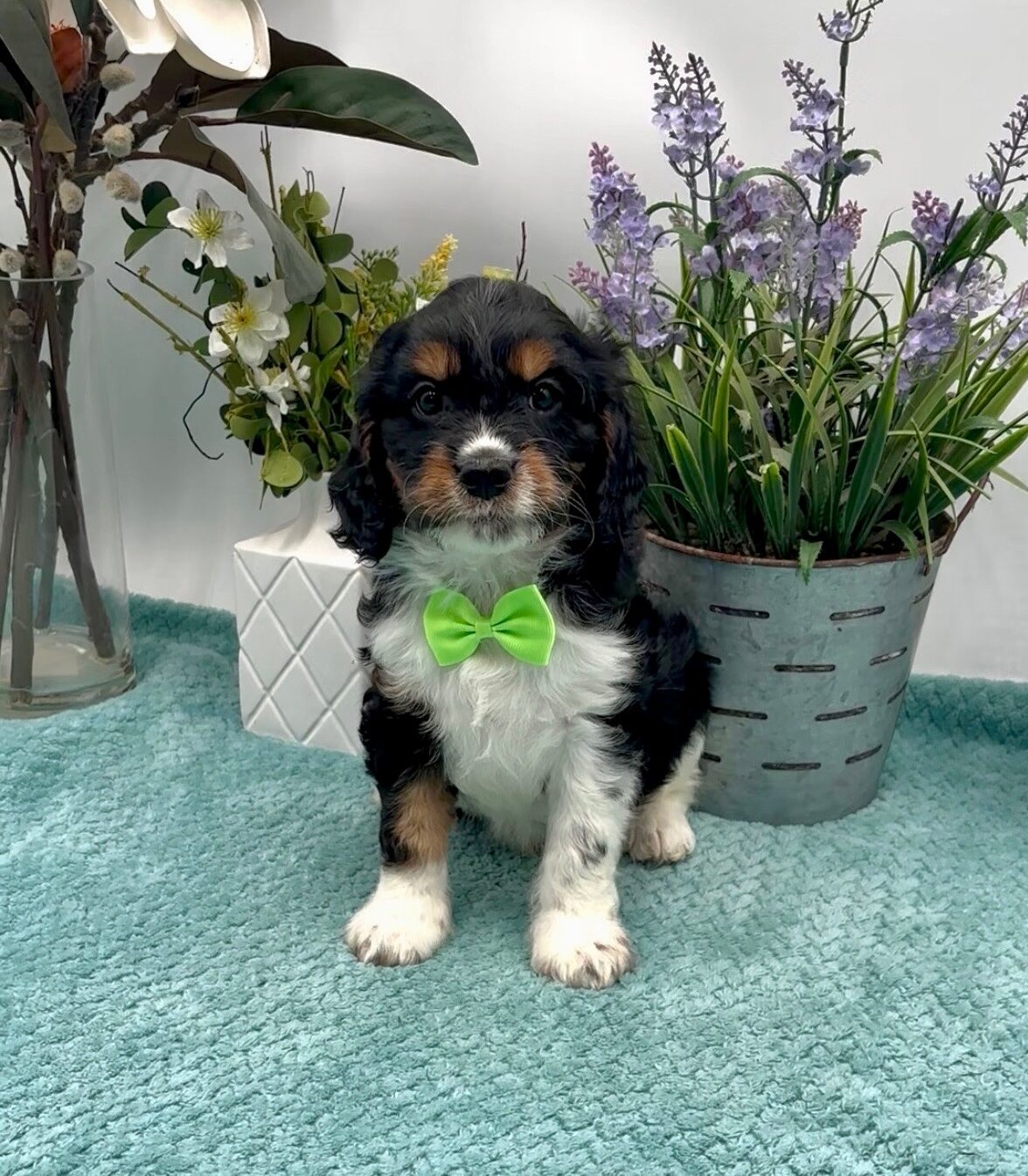 Lime Bow Male