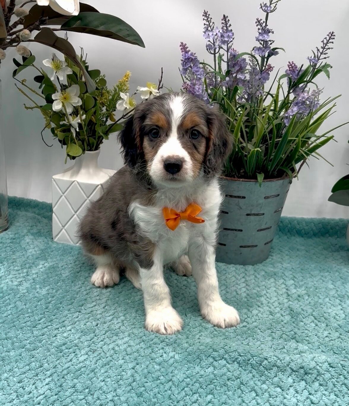 Orange Bow Male