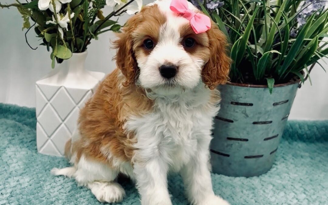 Pink Bow Female