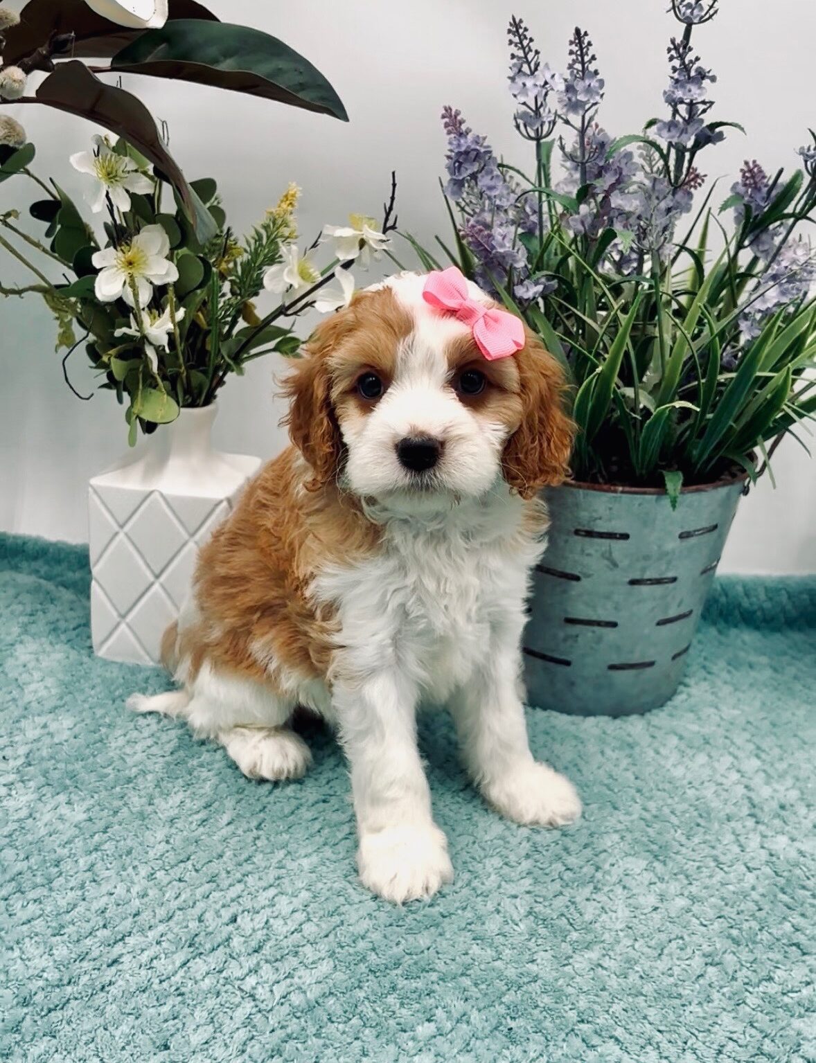 Pink Bow Female