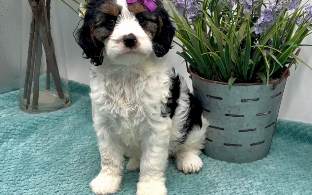 Purple Bow Female