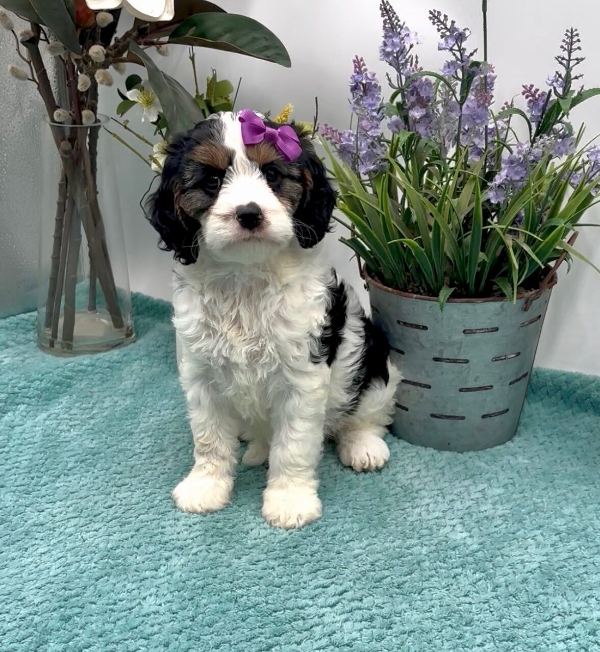 Purple Bow Female