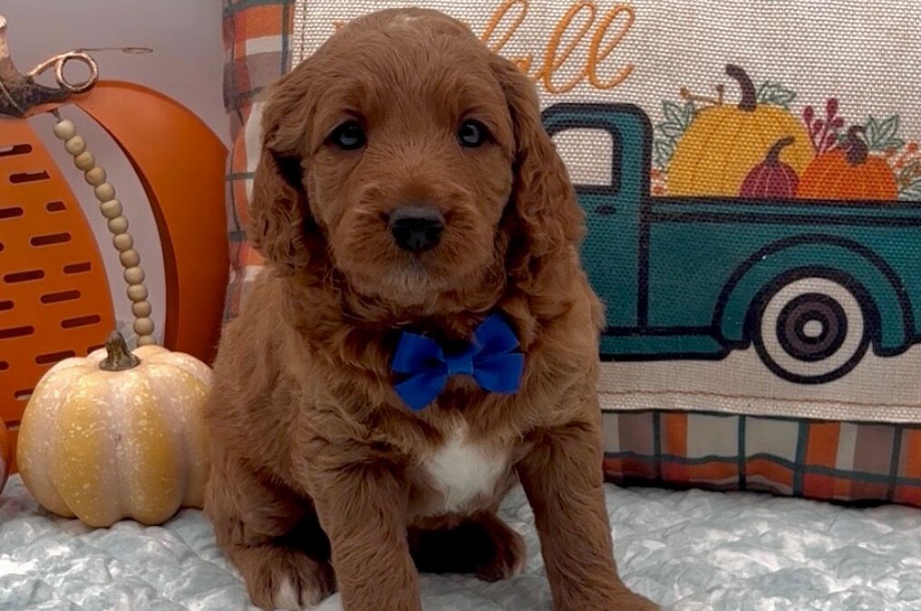 Blue Bow Male